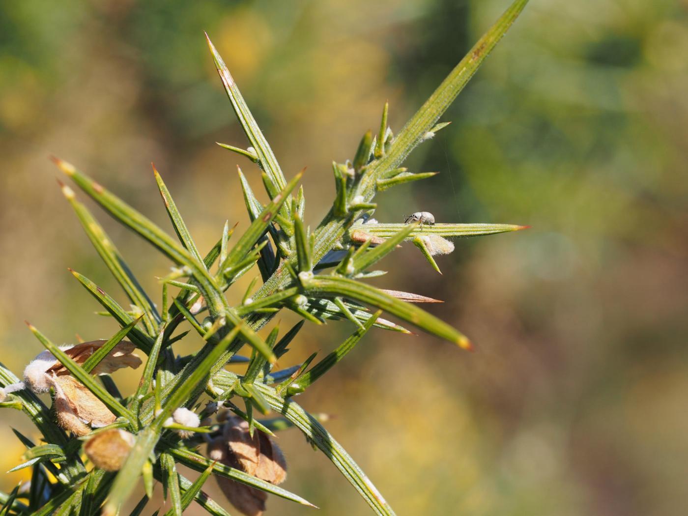 Gorse leaf